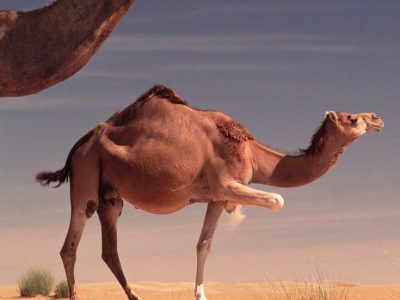 When and Where Were Camels Domesticated_